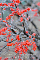 NH Images-6851