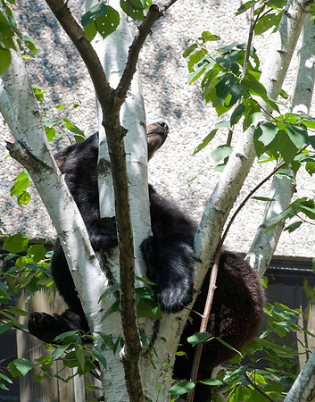 MFD Bear--4