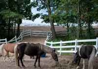Horses rescued while barn is burned in the background