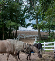 Horses rescued while barn is burned in the background