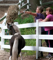 Neighbors feed rescued horses from the fire
