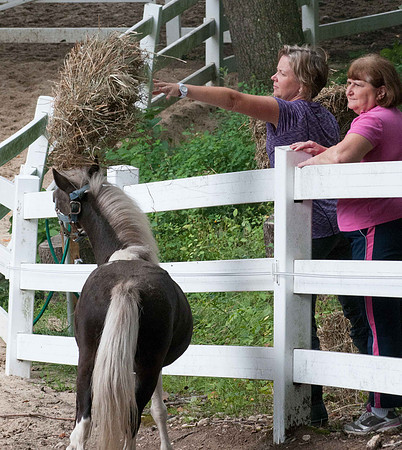 Neighbors feed rescued horses from the fire