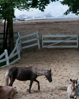 Horses rescued while barn is burned in the background