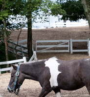 Horses rescued while barn is burned in the background