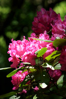 20110604-FOM_2849