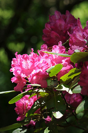20110604-FOM_2849