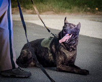 NHSP Pursuit - 101 West Exeter to Auburn-8080