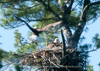 Eagle 2-8986153