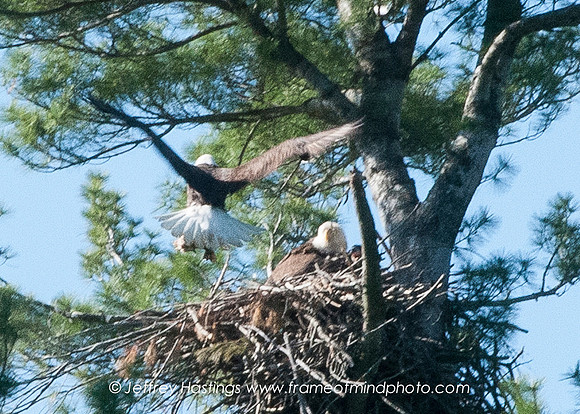 Eagle 2-8986153