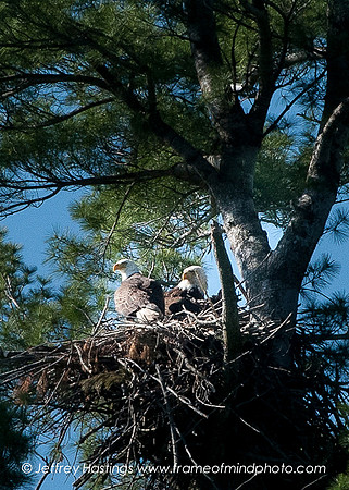 Eagle 2-8995153