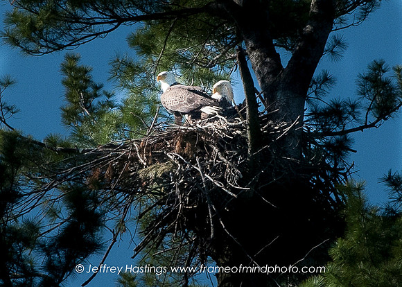 Eagle 2-8999153