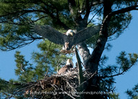 Eagle 2-9002153