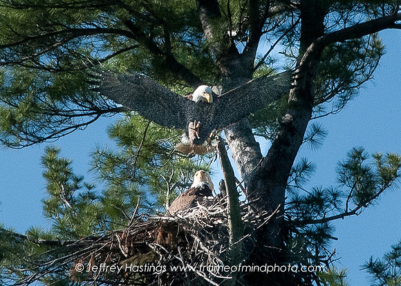 Eagle 2-9002153