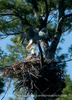 Eagle 2-9004153
