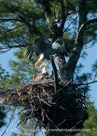 Eagle 2-9004153