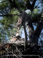 Eagle 2-1000004154