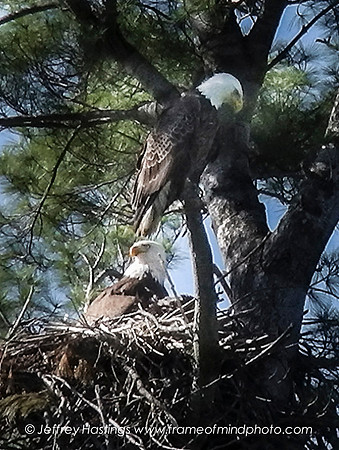 Eagle 2-1000004154