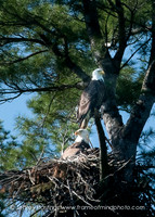 Eagle 2-9012153