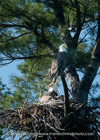 Eagle 2-9012153