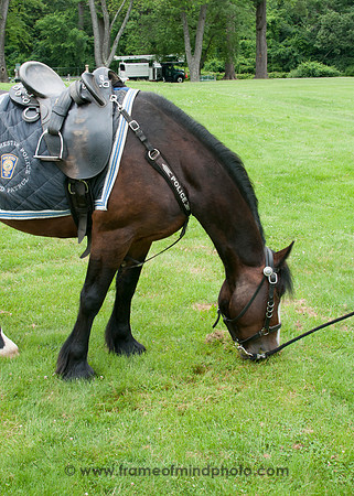 MPD Mounted Patrol-3853_
