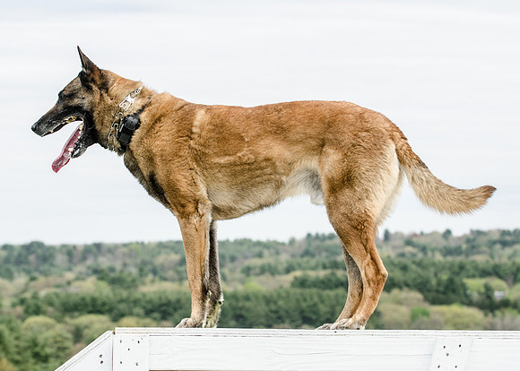 Sm web MPD K9-5452_