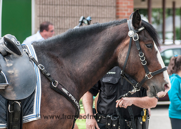 MPD Mounted Patrol-3750_
