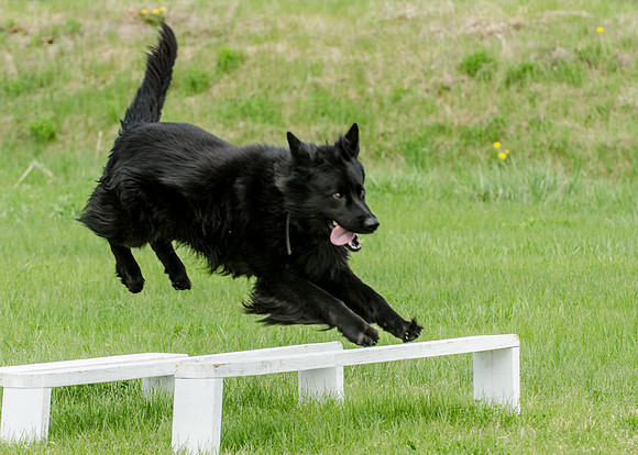 Sm web MPD K9-5519_