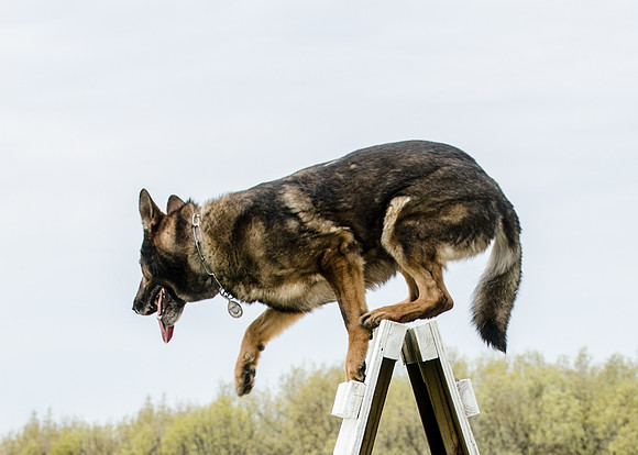 Sm web MPD K9-5487_