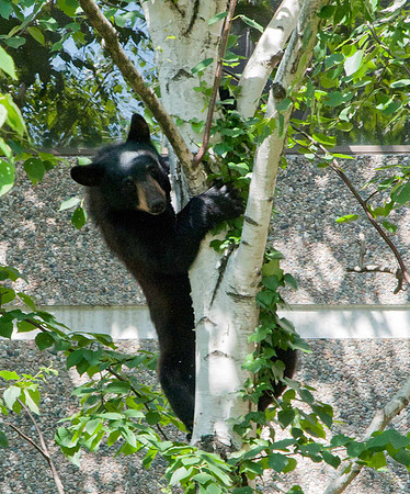 MFD Bear--7