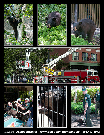Bear Comp