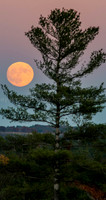 Super Moon 2016-3998