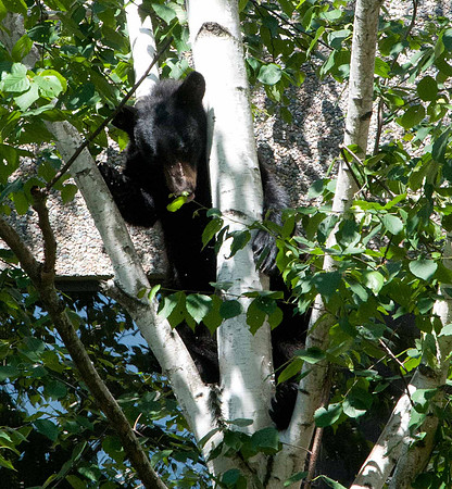 MFD Bear--10-2