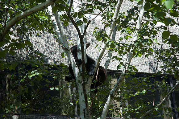 MFD Bear--6-2