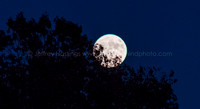 Super Moon 2016-4100