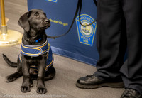 MPD Comfort Dog 1-28-20