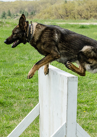 Sm web MPD K9-5597_