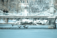 Boston Common-8022
