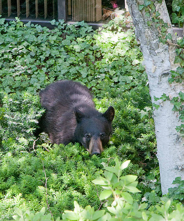 MFD Bear--10