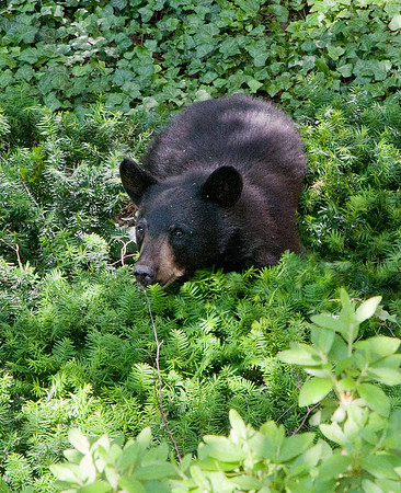 MFD Bear--11