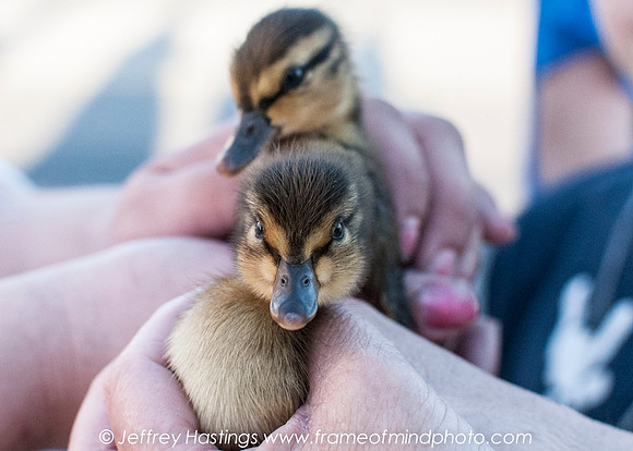 LFD DUCK RESCUE-7846140