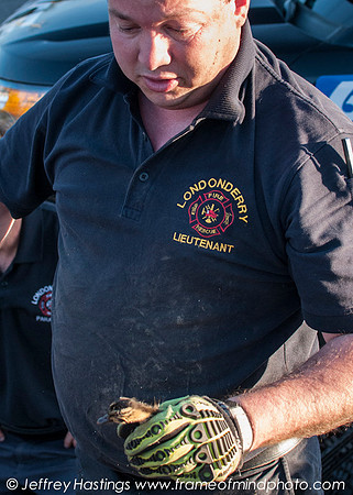 LFD DUCK RESCUE-7882140