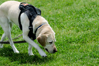 Full Res Mutt Strutt-2887_