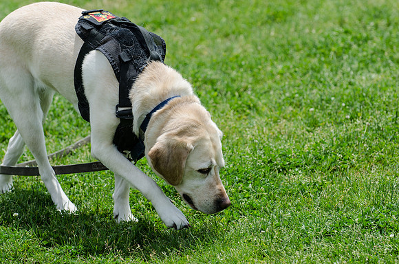 Full Res Mutt Strutt-2887_