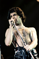 freddie mercury