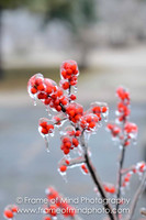 NH Images-6854