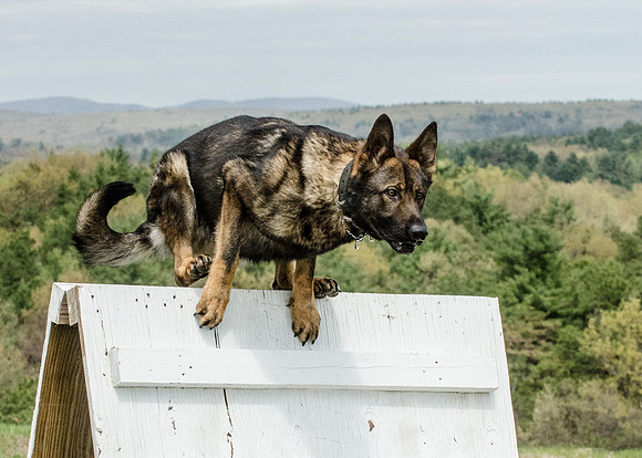 Full ResMPD K9-5601_