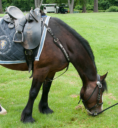 Mounted - -12