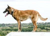 MPD K9-5452_