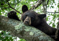 FOM 2018-7332
