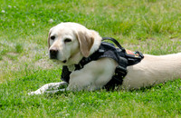 Full Res Mutt Strutt-2878_